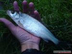 n�hled ryby