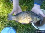 n�hled ryby