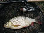 n�hled ryby