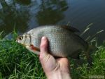 n�hled ryby