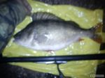 n�hled ryby