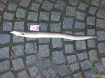 n�hled ryby