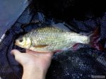 n�hled ryby