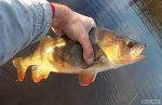 n�hled ryby