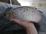 n�hled ryby