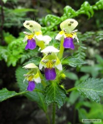 kliknutím fotku zvětšíte