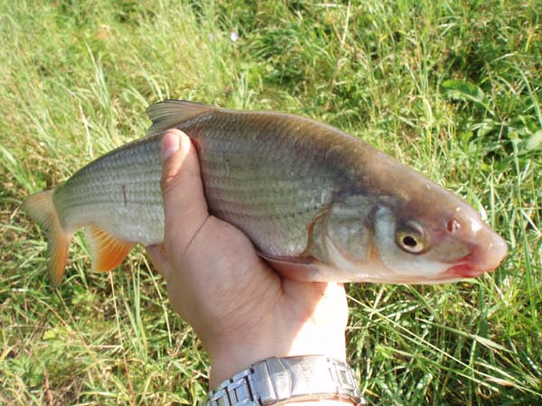 ostroretka stehovava
