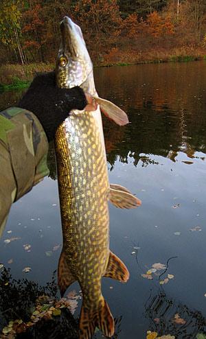 stika obecna
