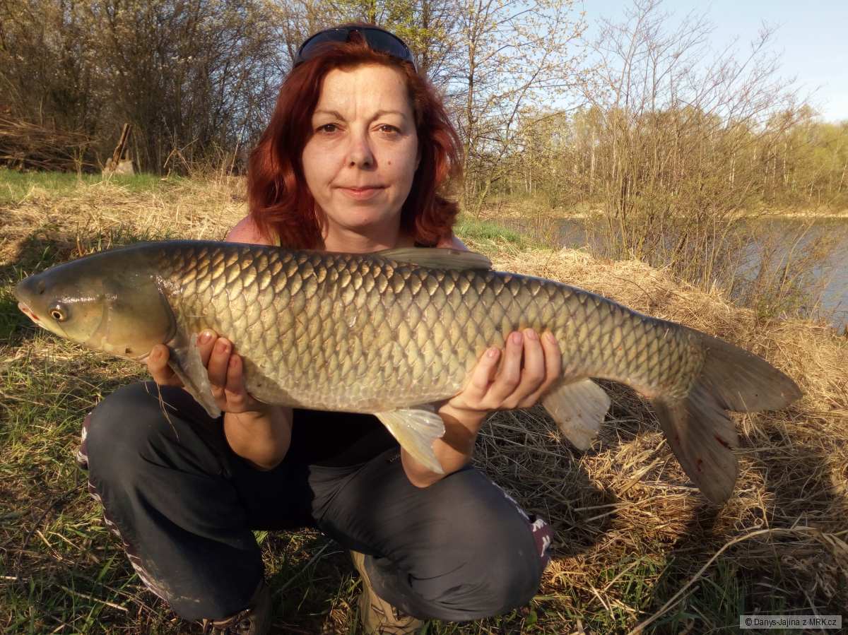 rybarina