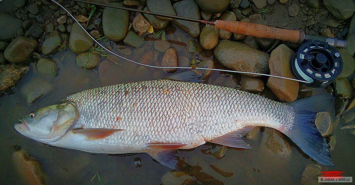 Boleň 68cm
