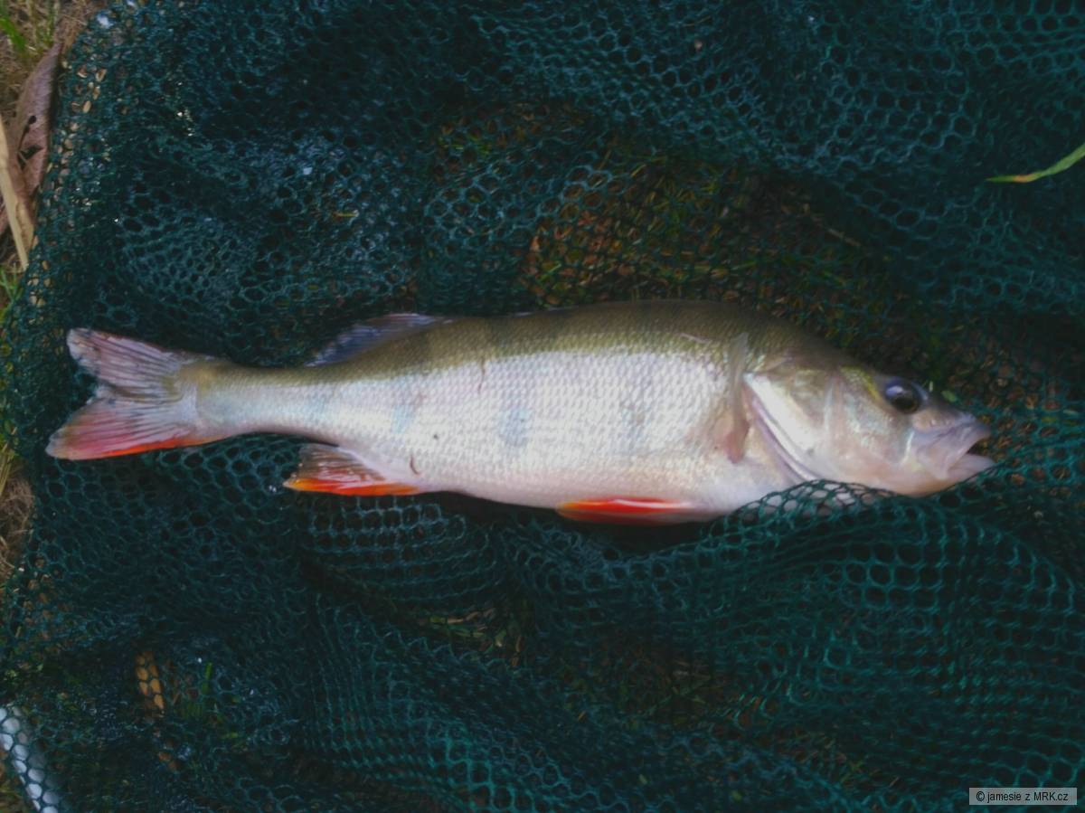Okoun 30cm - Jizera