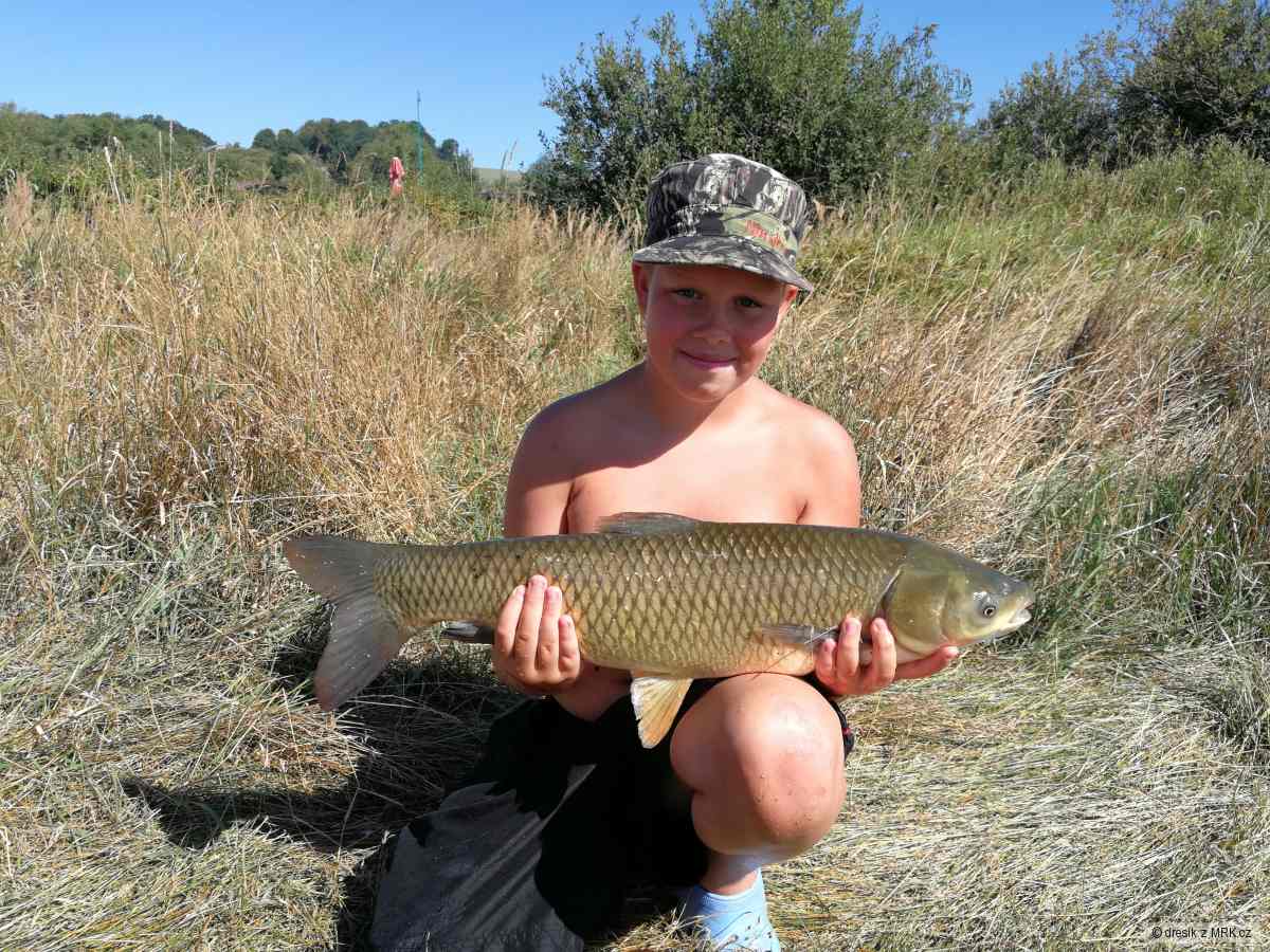 Amur 70 cm