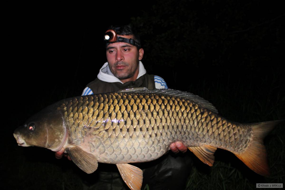 11.7kg