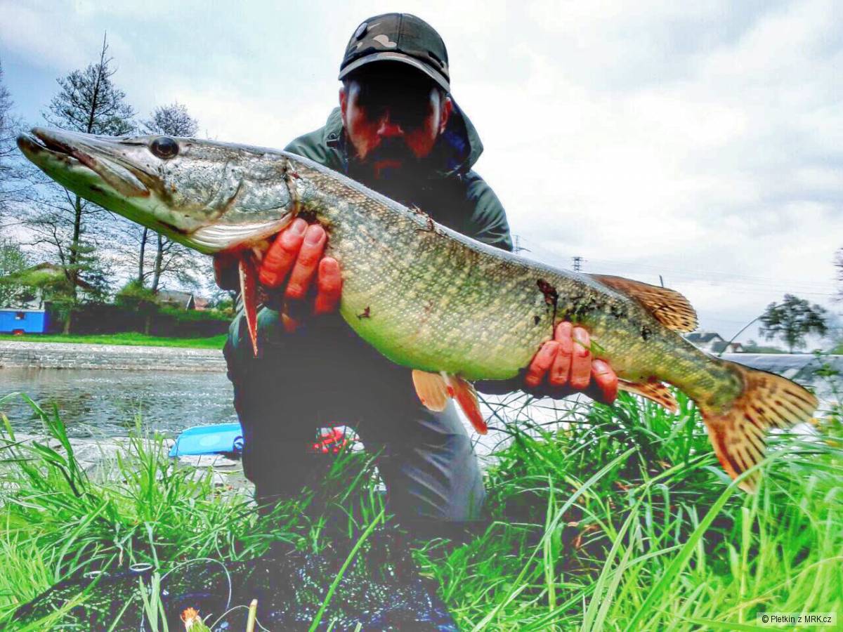 jihočeská zubatá