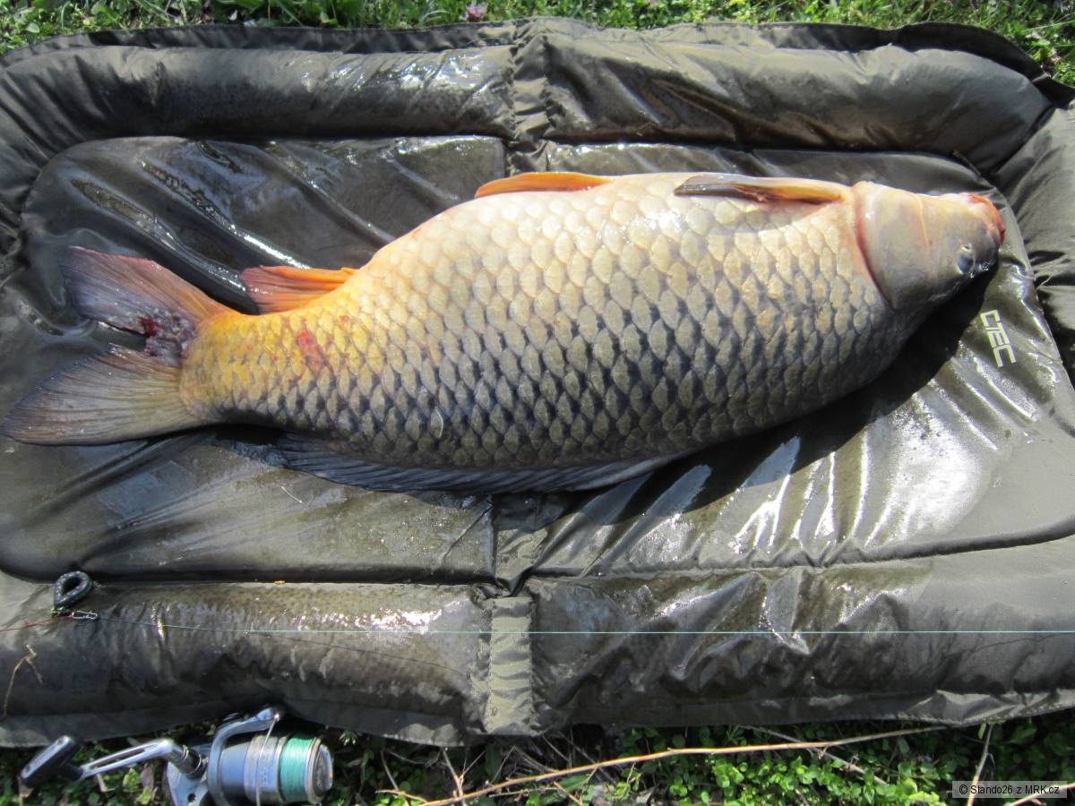 Morava 90cm.