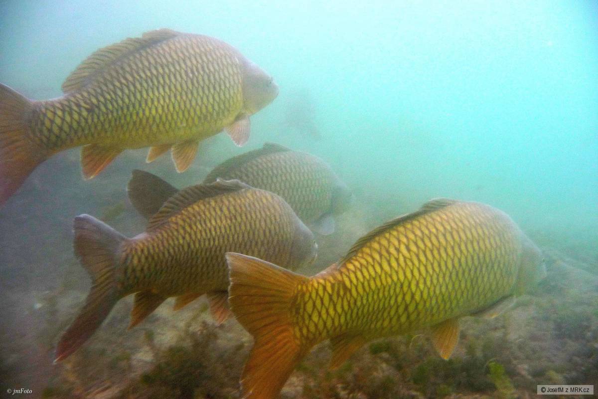 Z pod hladiny