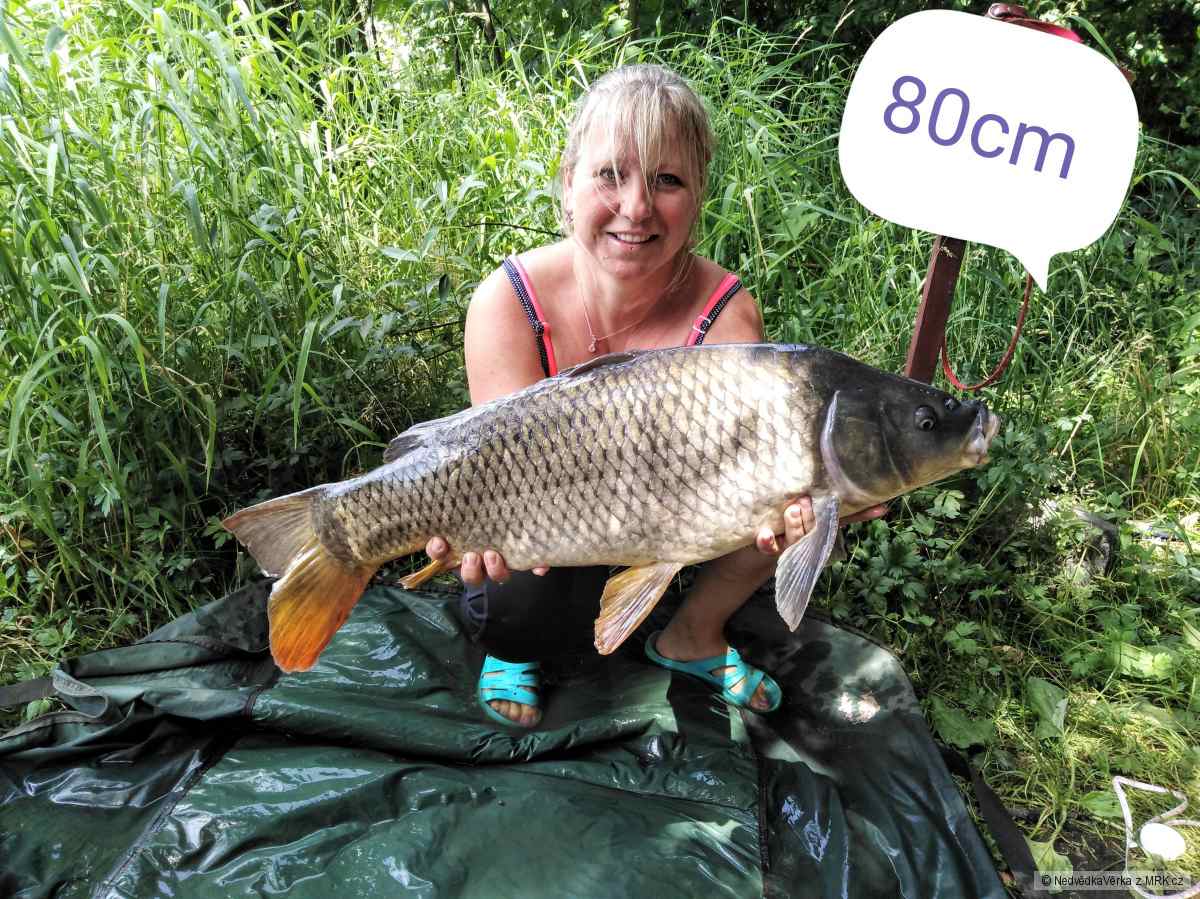 Kapr Zámecký rybník červenec 2019