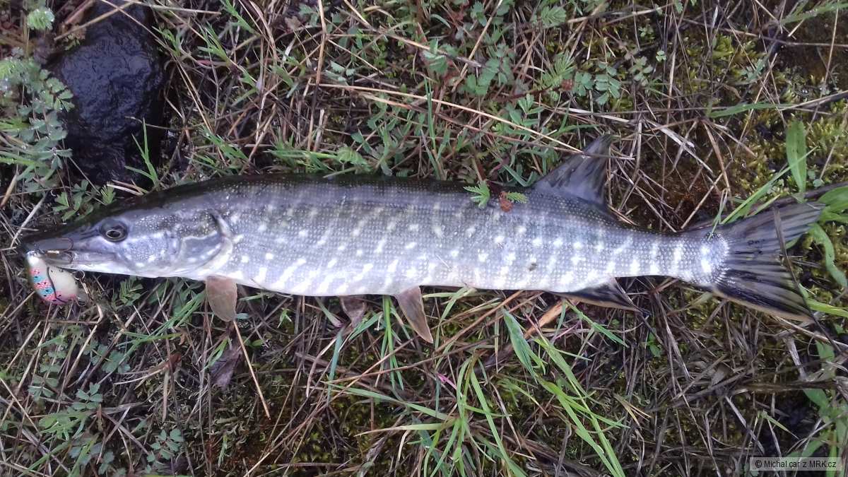 štika