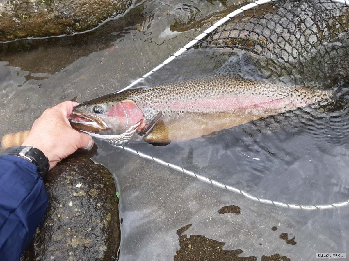 Nový Zealand 2019