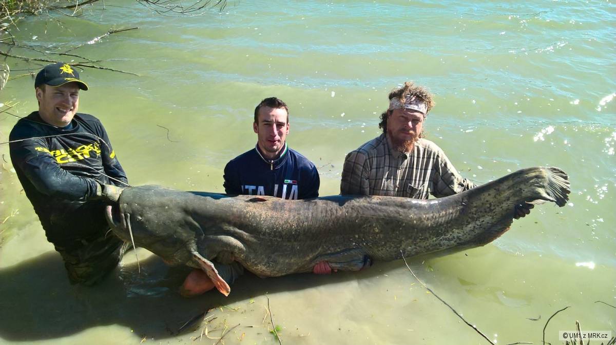 sumec 243 cm 105 kg Pád