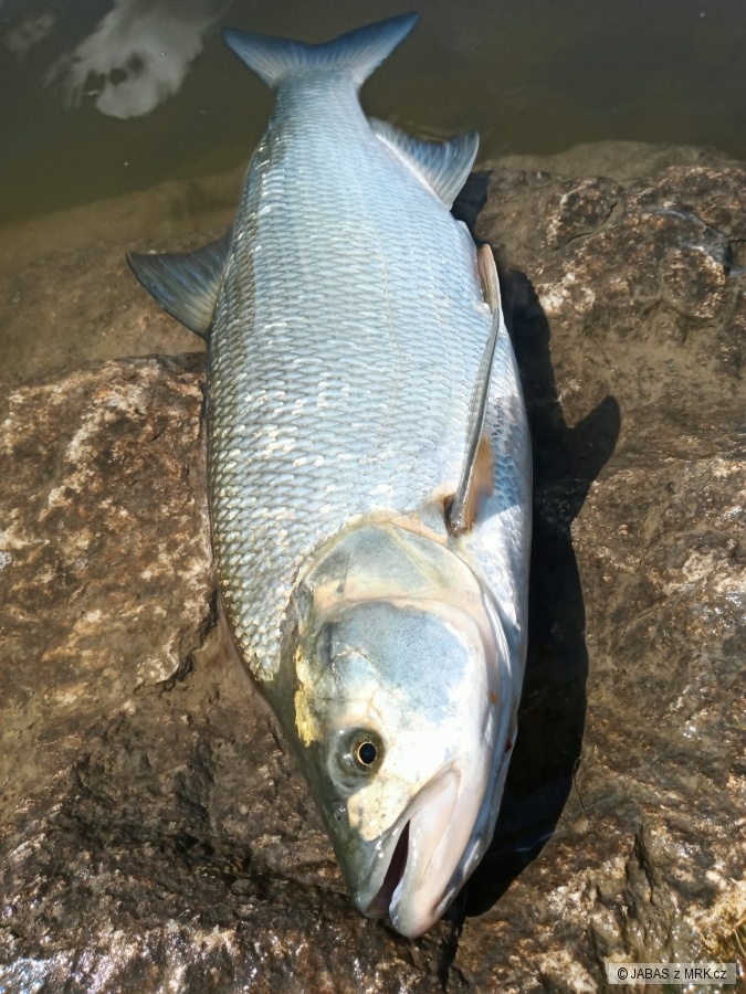 Boleň 69 cm