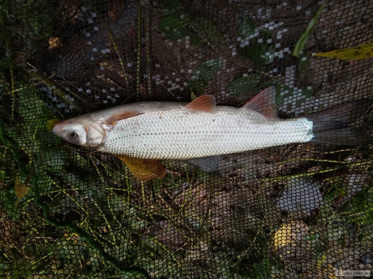 Dyje