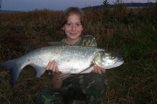 Bolen 75 cm