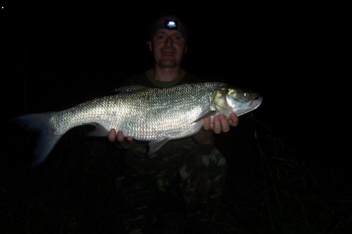 Bolen 76 cm