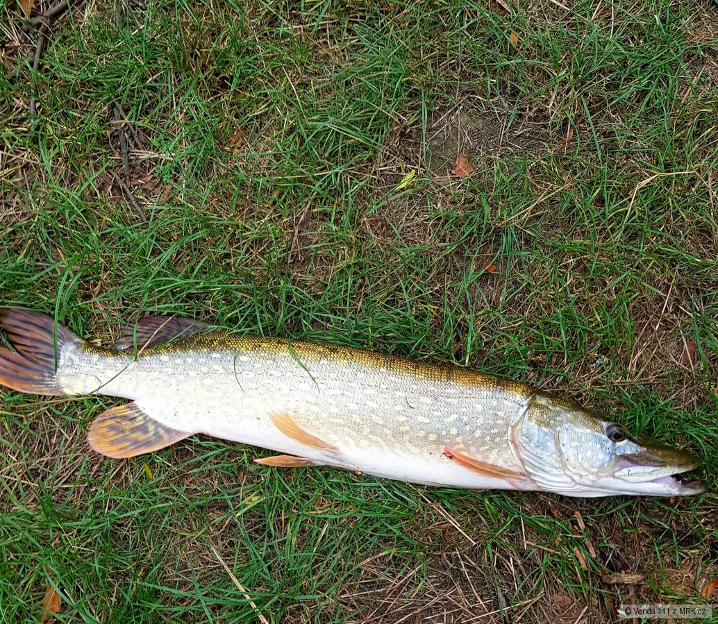 Štika 72cm
