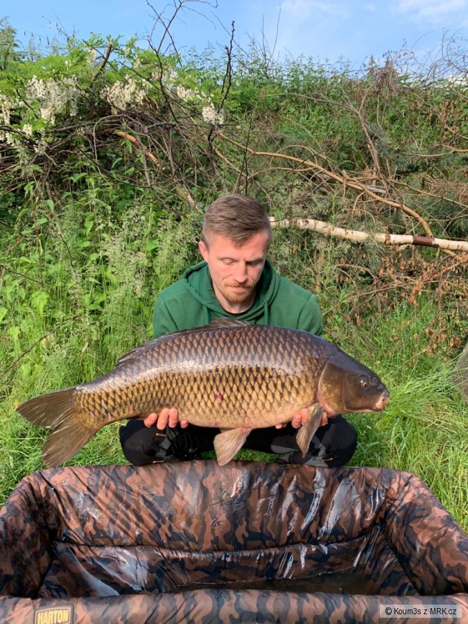 Krásný kapr 14 kg svazovka