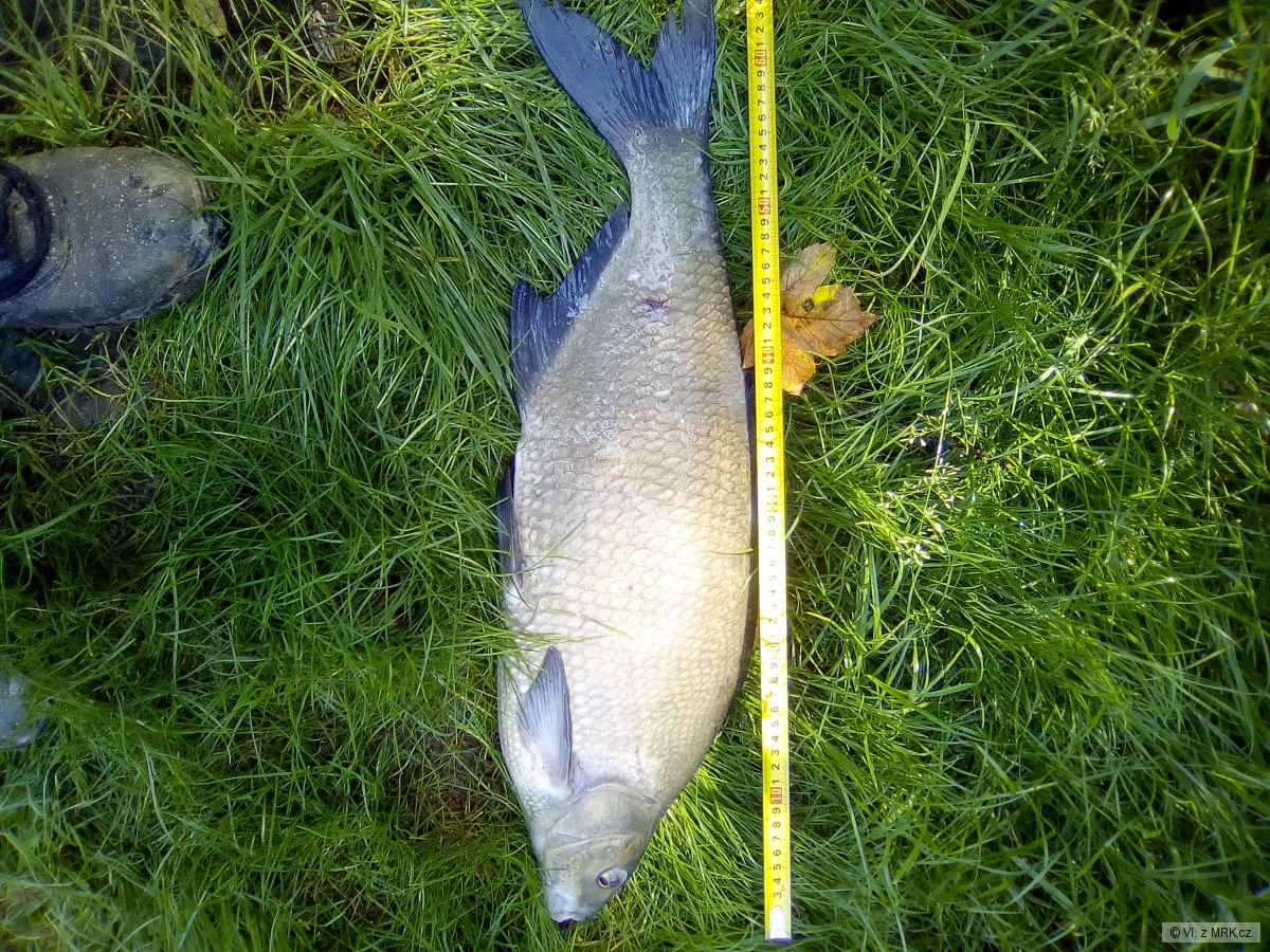 Cejn 65 cm z Berounky