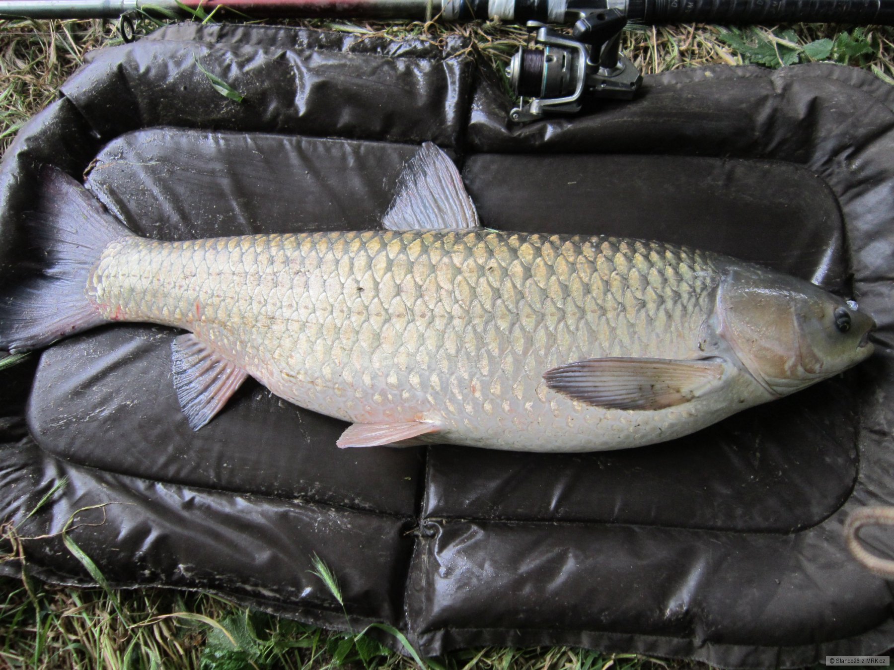 Amur 100cm.