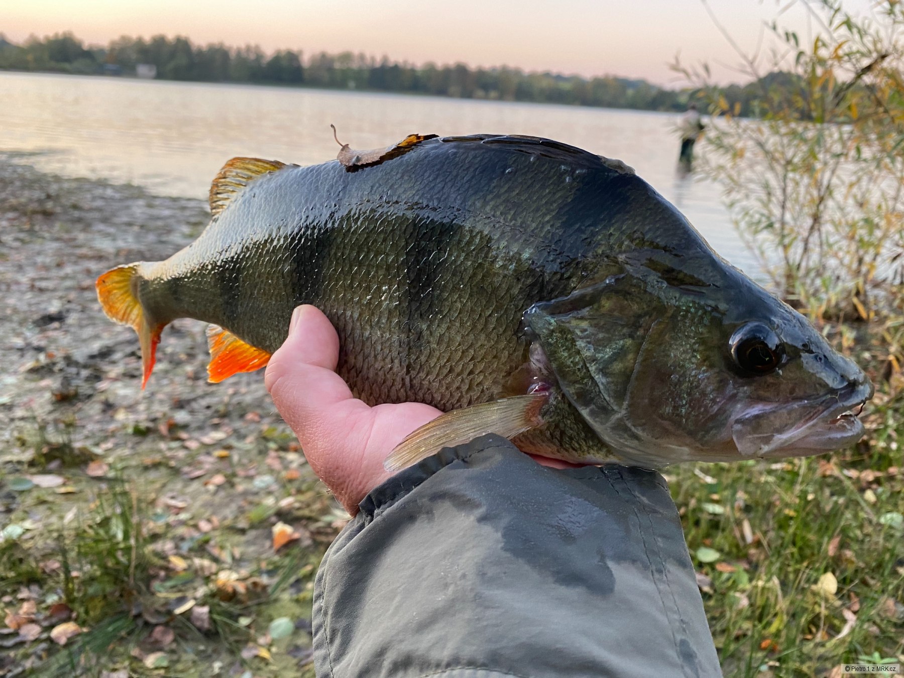 40+