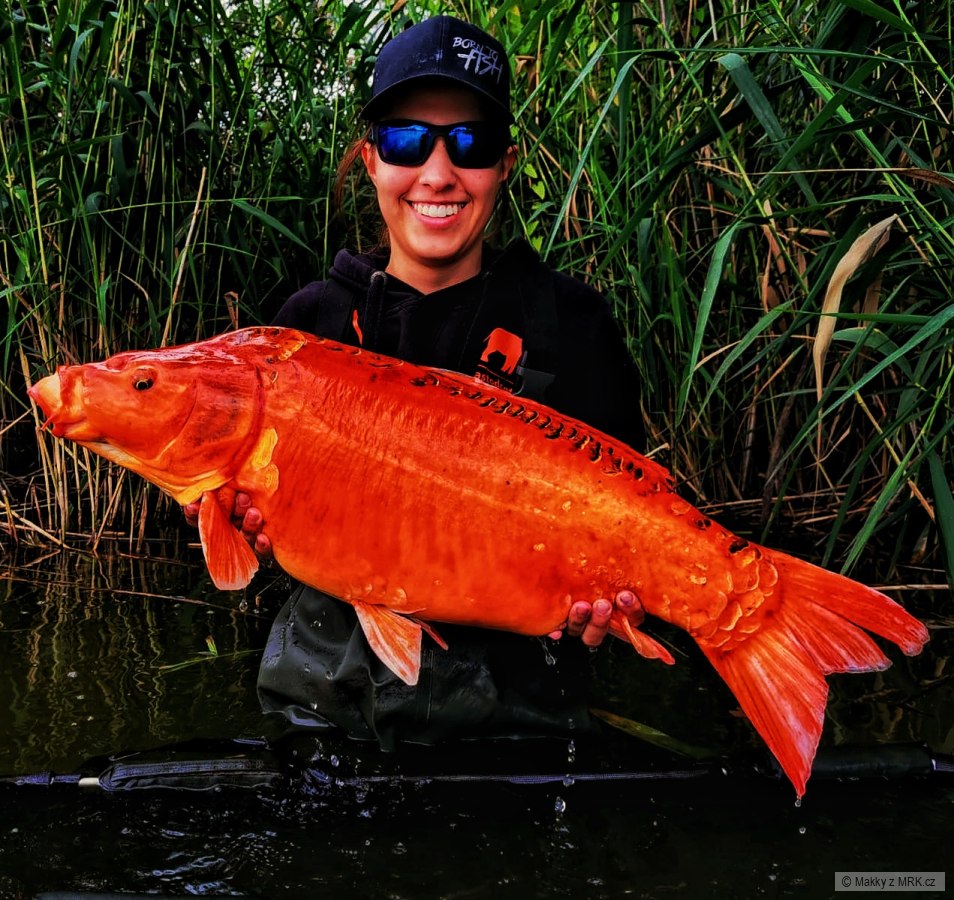 Koi kapr