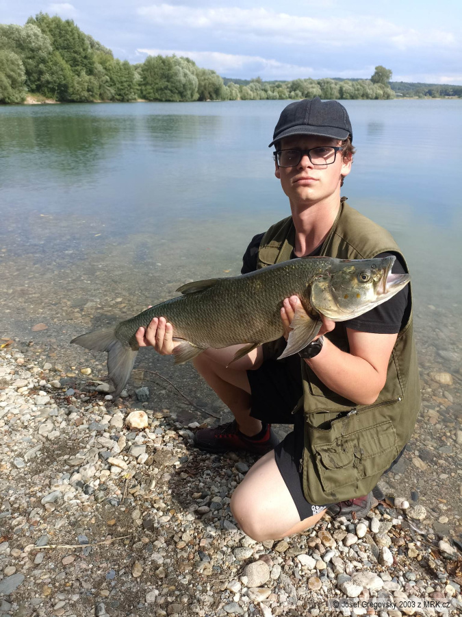 Bolen Drávý 95cm 7,6kg