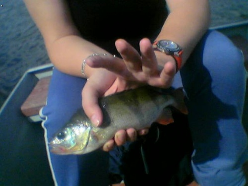 okoun 30cm