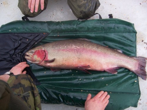 dob�e �iven� 6,5 kg matka pstruha d.