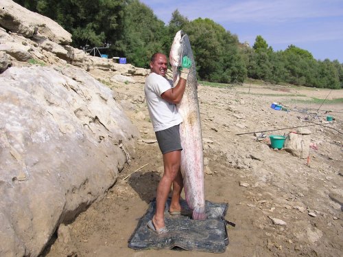 Pelety Ebro