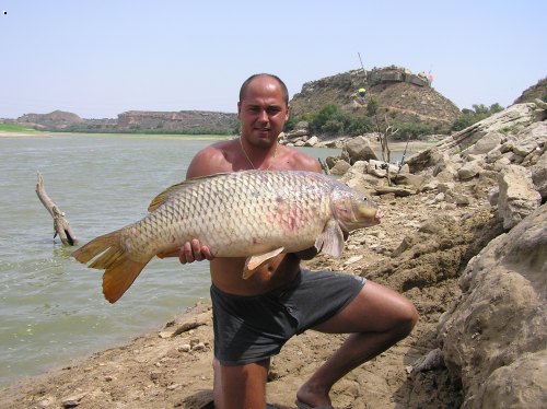 Kapr Ebro