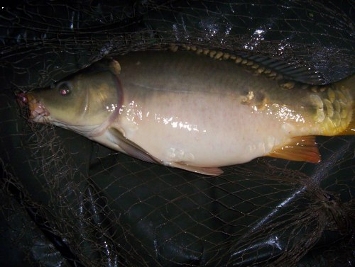 Karp