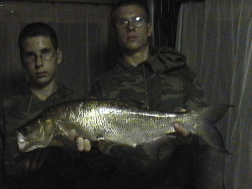 Bolen