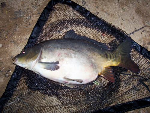 Dalas 8 Kg