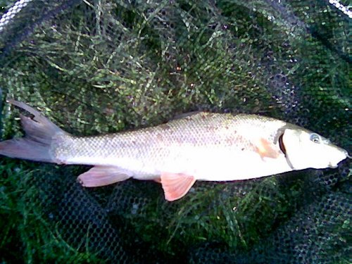 parmuska