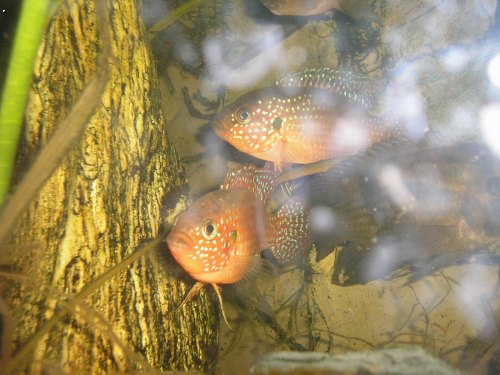 akvarijn� rybi�ky