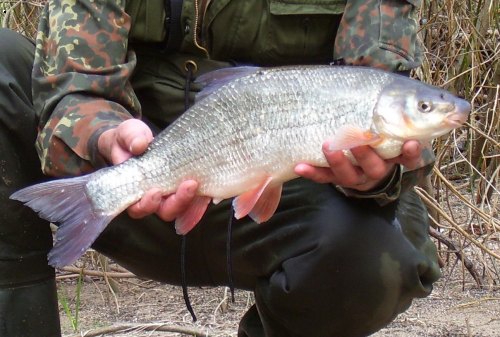 Ostroretka 56cm