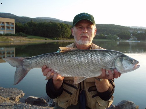 bole� (aspius aspius)