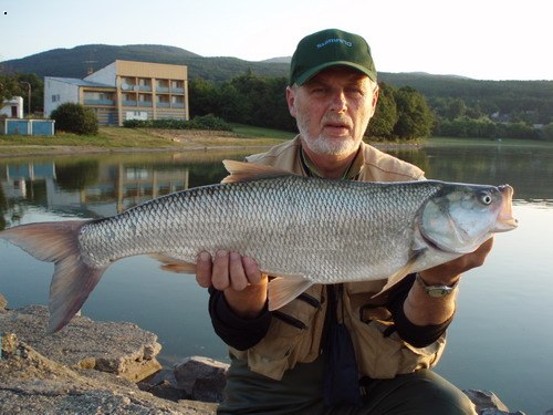 bole� (aspius aspius)