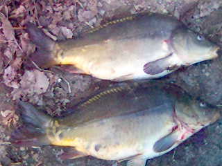 Kap�i 2