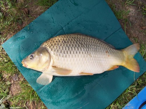 Kapr 64 cm