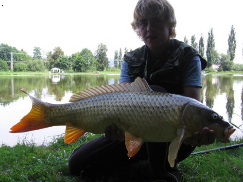 Kapr 71cm, 7,5Kg 